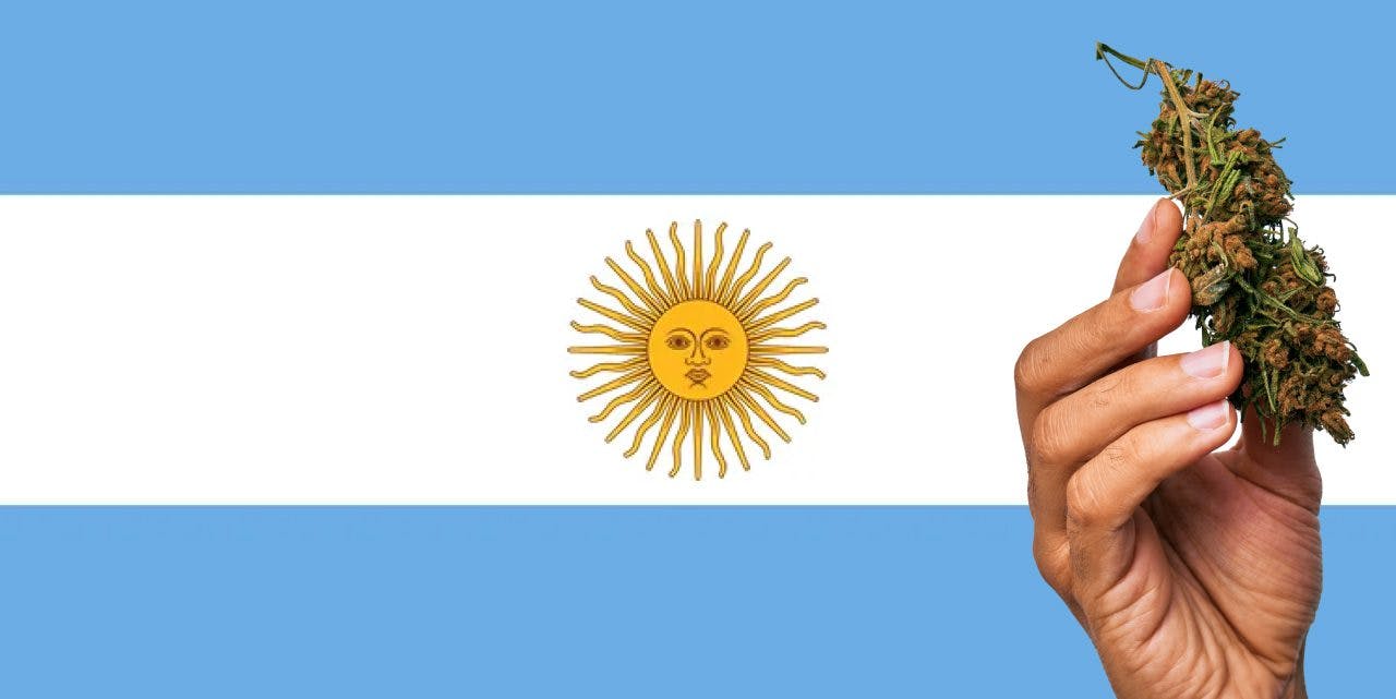 Argentina flag with a hand holding a marijuana infront of it