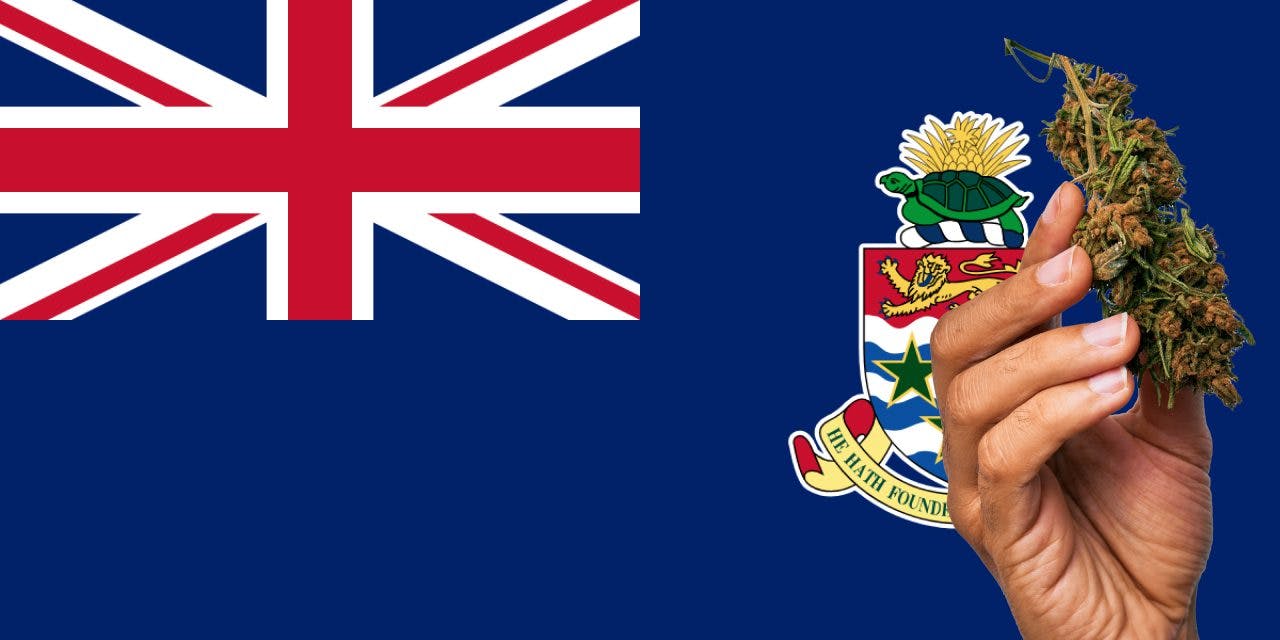 Cayman Islands flag with a hand holding dried cannabis flower next to it