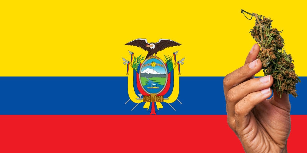 Ecuador flag with a hand holding a marijuana infront of it
