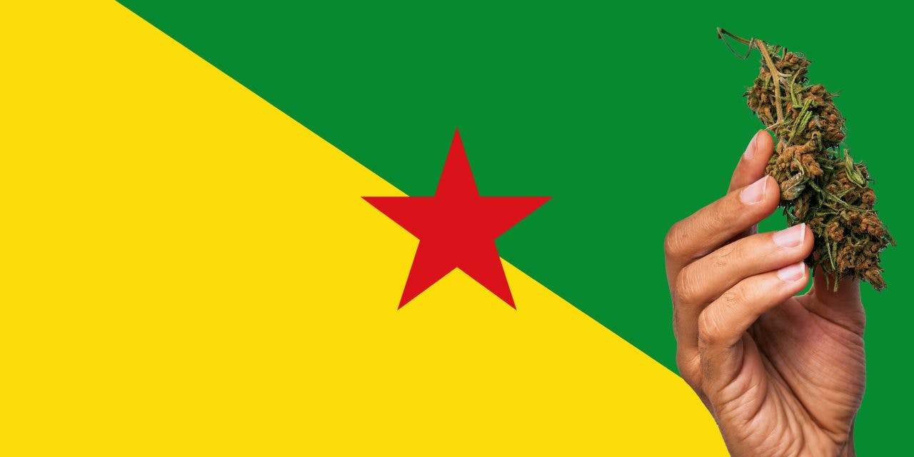 Flag of French Guiana with marijuana in front.