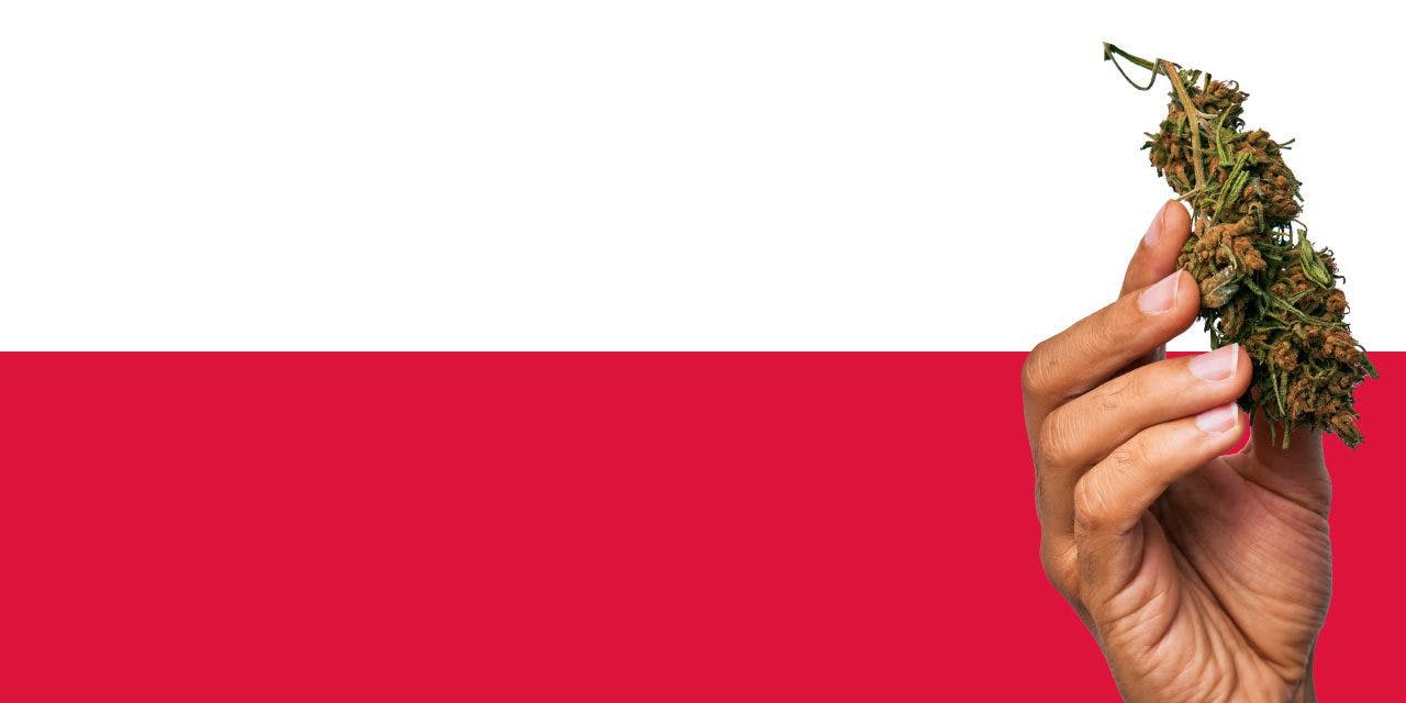 Poland flag with a hand holding a marijuana infront of it