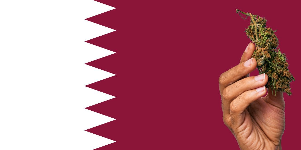 Qatar flag with a hand holding a marijuana infront of it