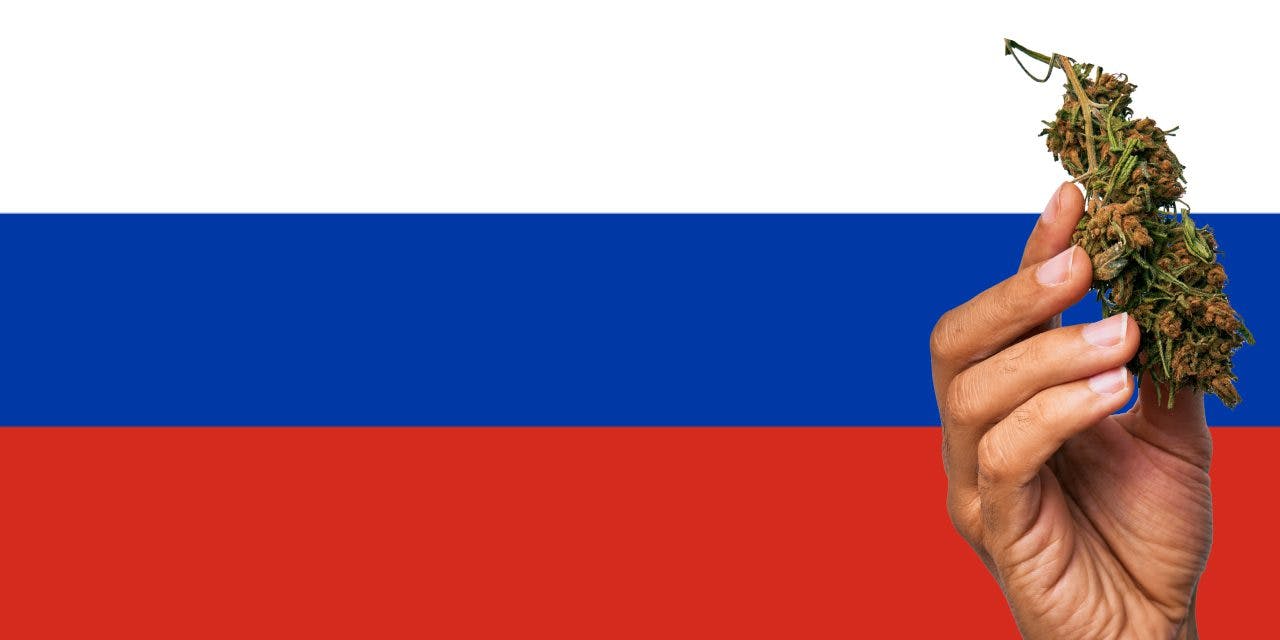 Russia flag with a hand holding a marijuana infront of it