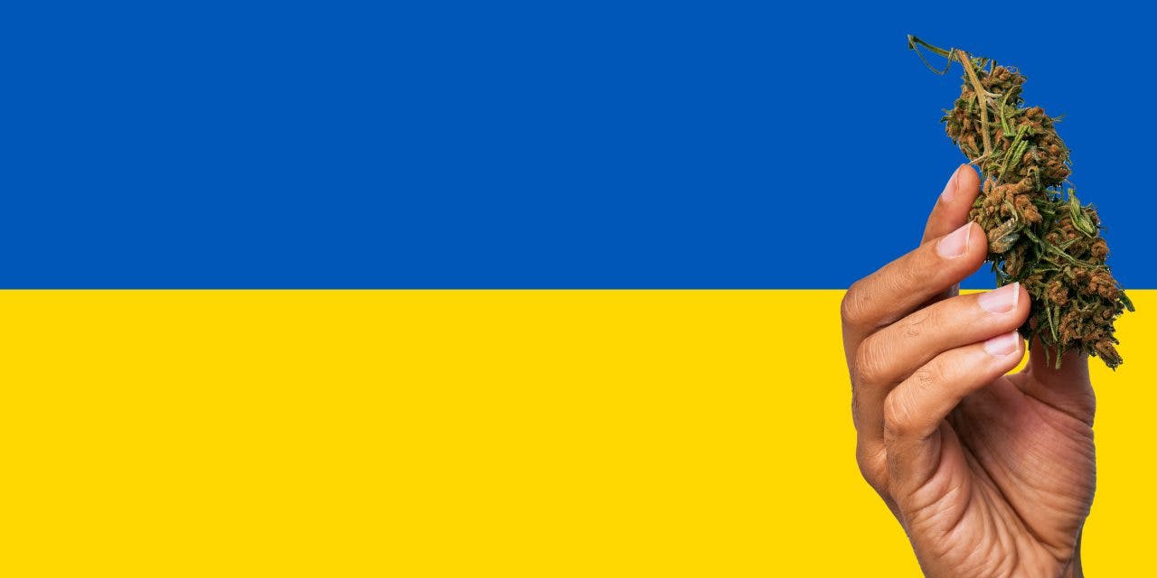 Ukraine flag with a hand holding a marijuana infront of it
