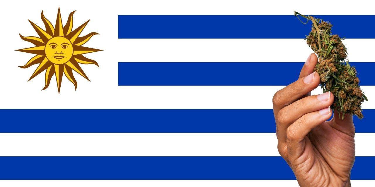 Flag of Uruguay with marijuana in front.