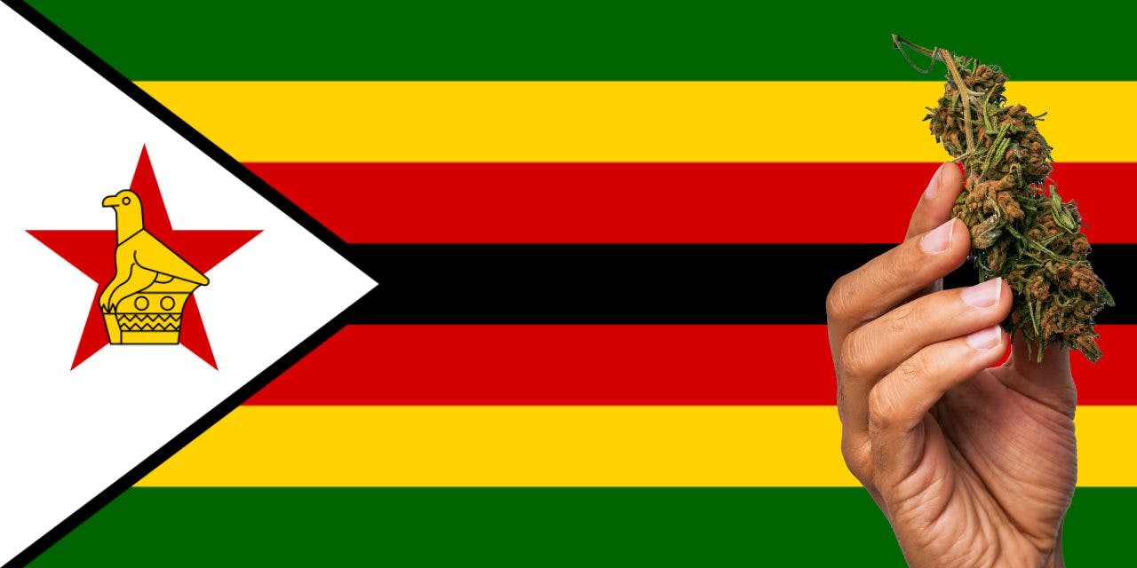 Zimbabwe flag with a hand holding a marijuana infront of it