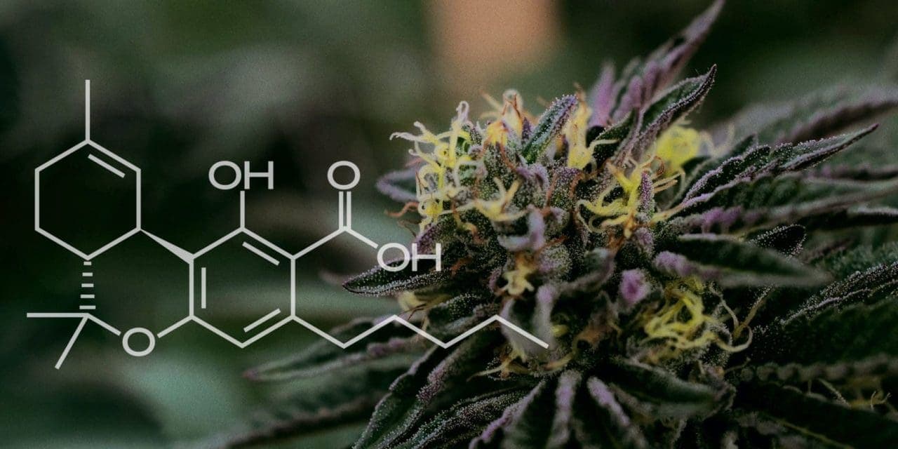 Tcha What Is THCA? Health Benefits, Uses, Risks, and More