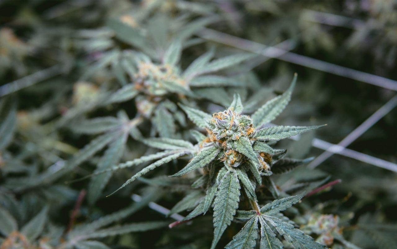 What Are Trichomes And What Do They Do what-are-trichomes-and-what-do-they-do