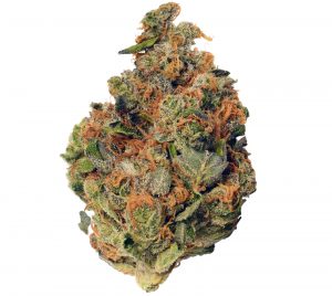 strawberry cough sativa marijuana cannabis