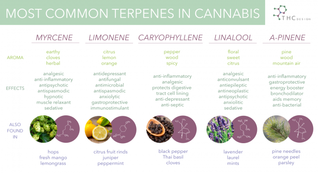 terpenes in cannabis cannabis - myrcene, limonene, caryophyllene, linalool