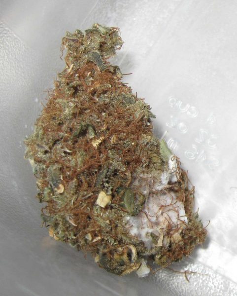 Cannabis with White Mold