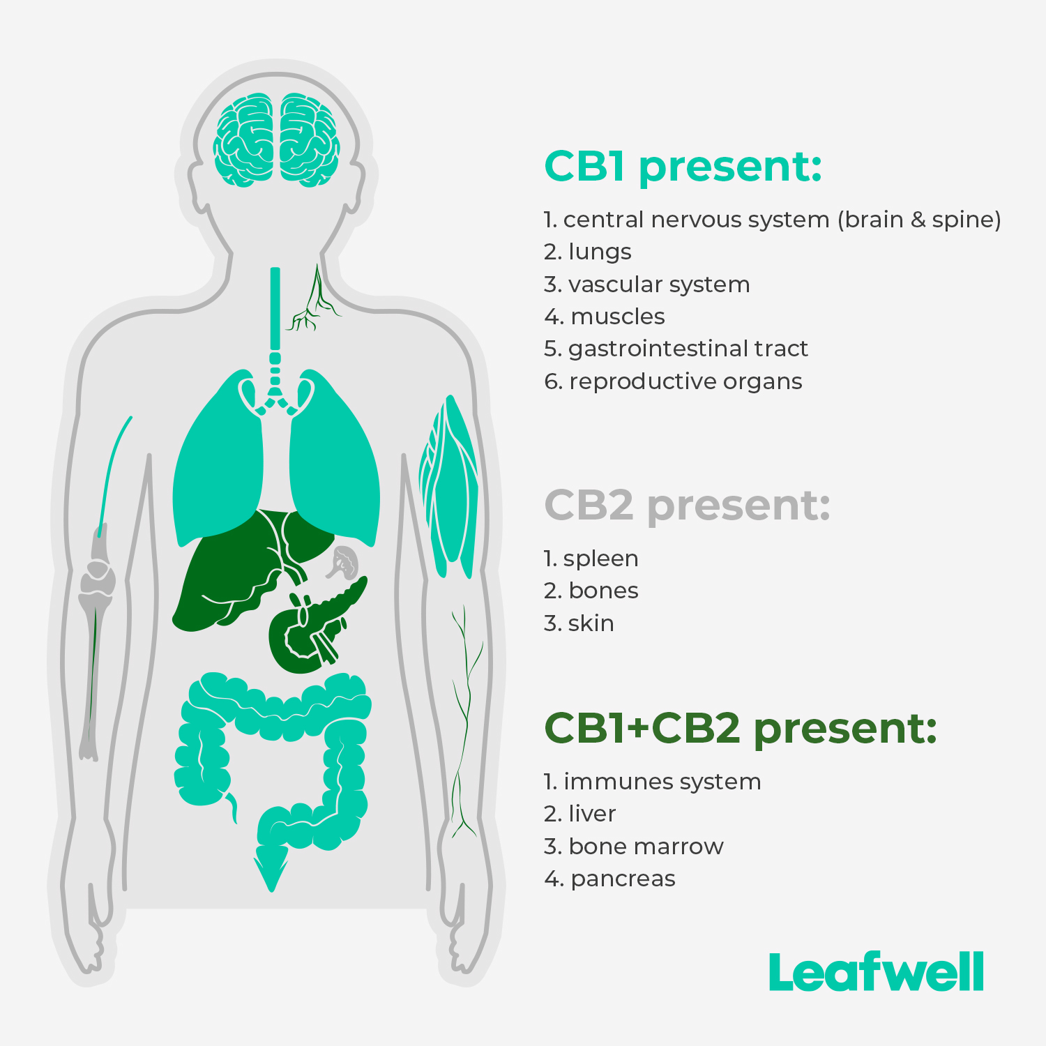 Endocannabinoid system; ECS; CB1 receptors; CB2 receptors