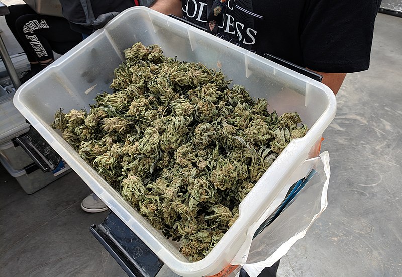 Cannabis bud/flower harvest in a bucket.