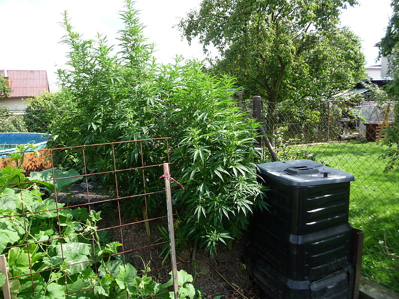 Cannabis sativa being grown outside.