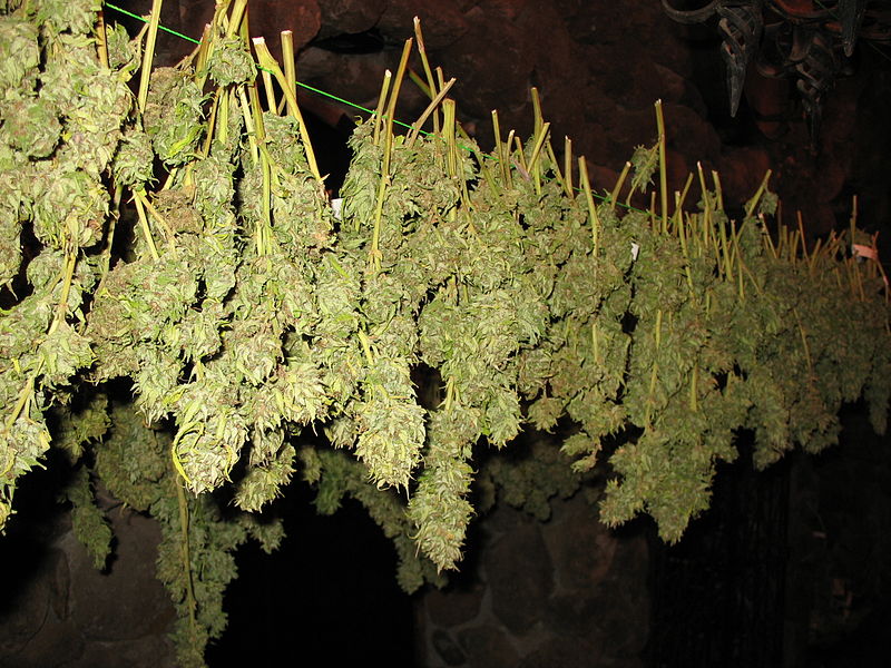 Pruned and drying cannabis plants hanging upside-down.