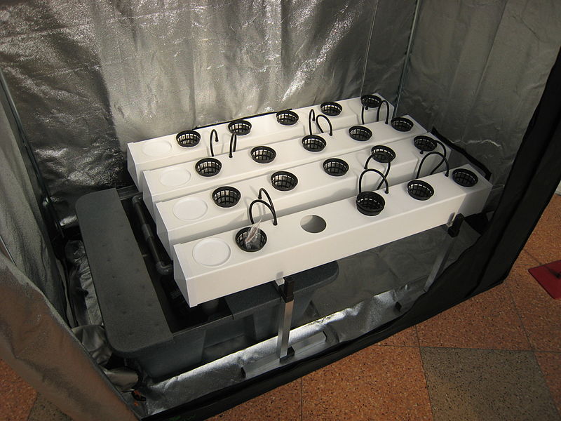 A hydroponic system in a grow box.