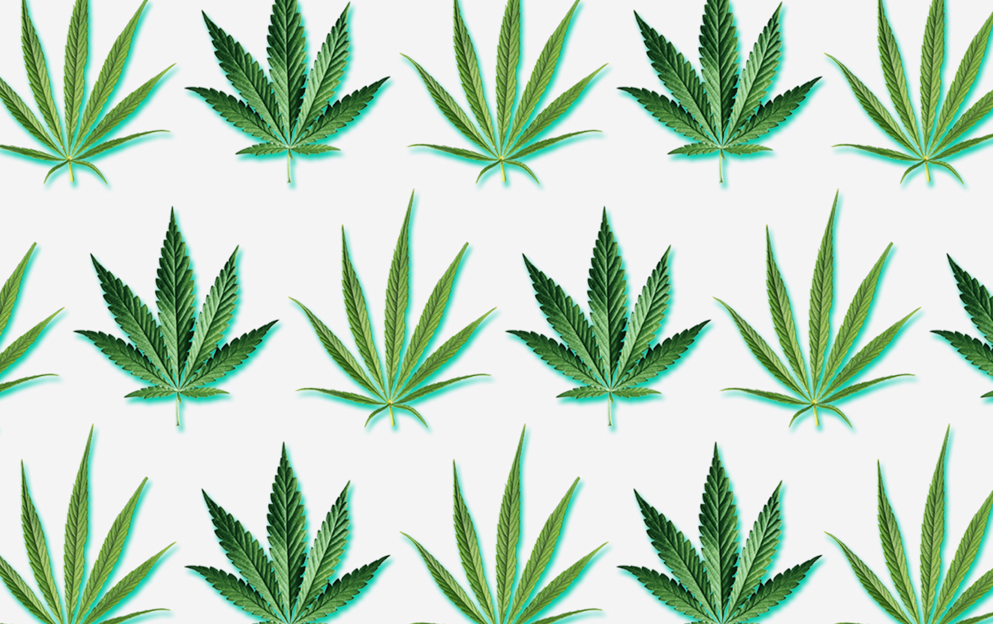 Indica and satvia cannabis plants