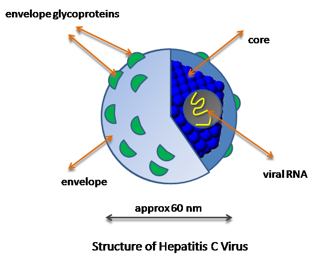 Hepatitis C Virus structure.