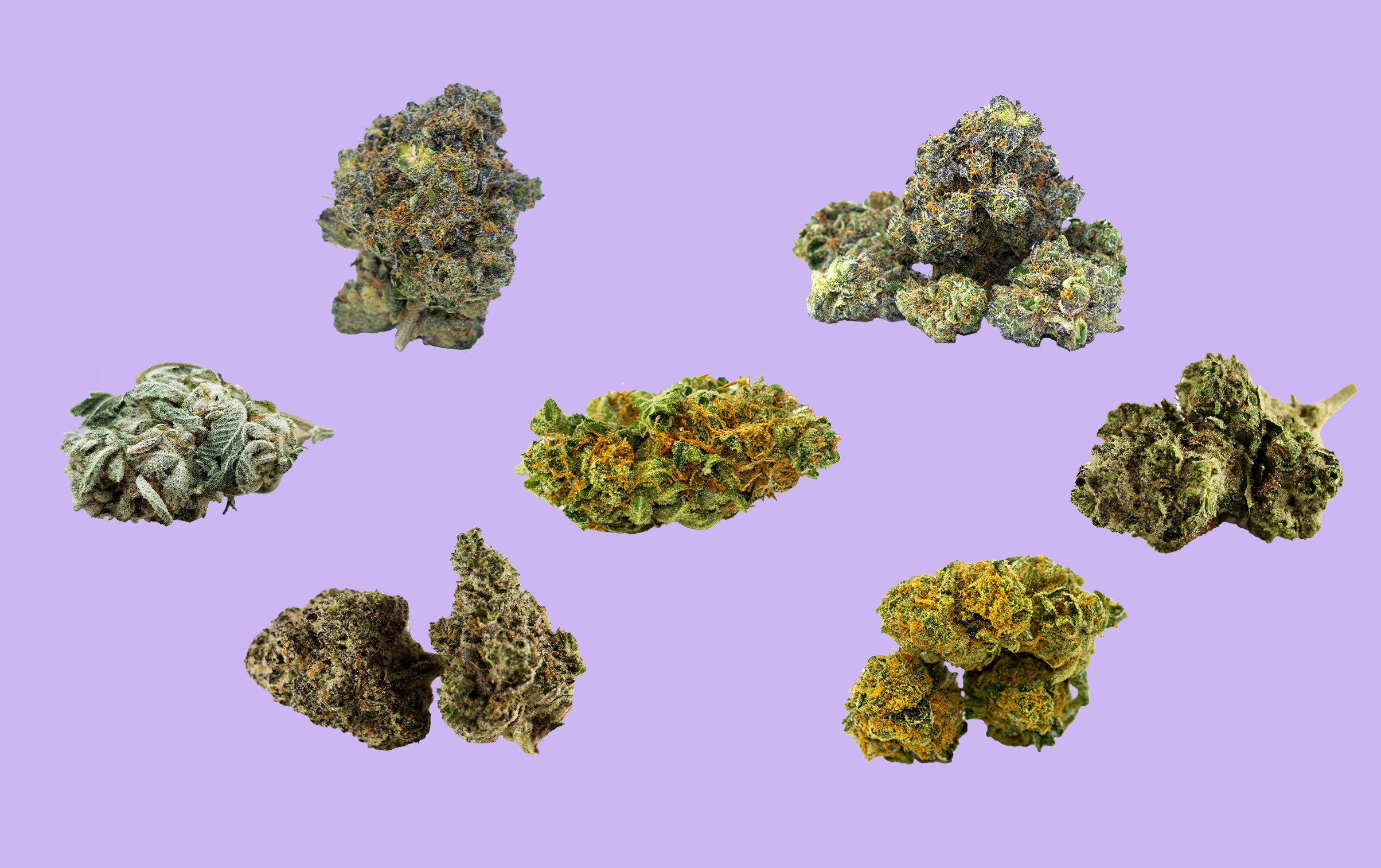 Best cannabis and marijuana strains this summer